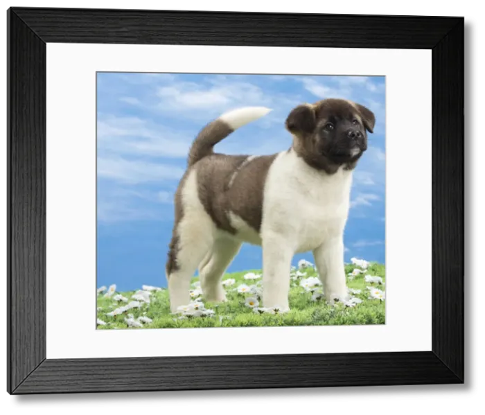 Framed Print : Picture No. 10897777 Framed Print : Picture No. 10897777