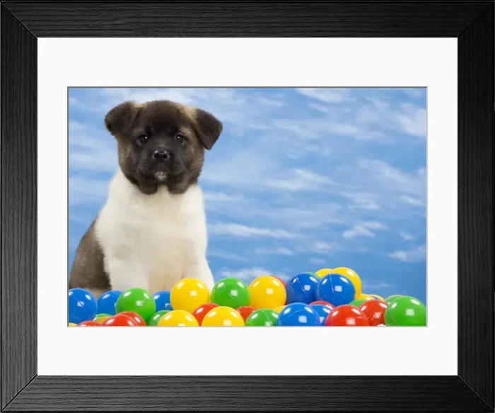 Framed Print : Picture No. 10897773 Framed Print : Picture No. 10897773