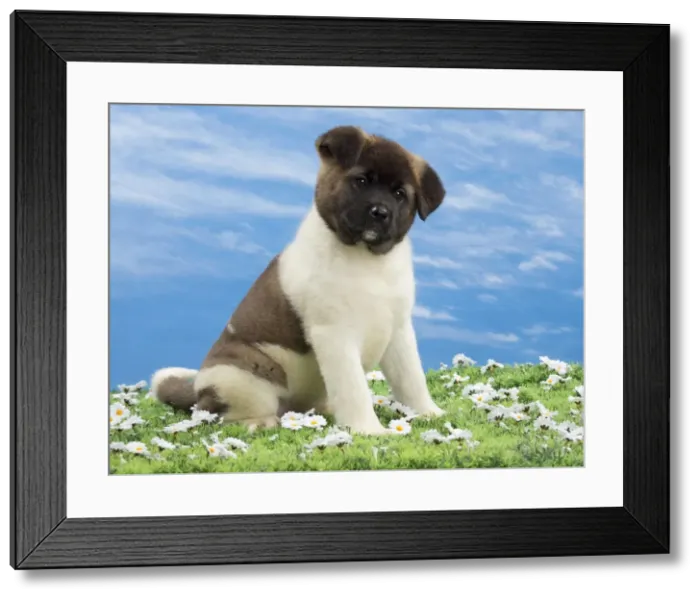 Framed Print : Picture No. 10897778