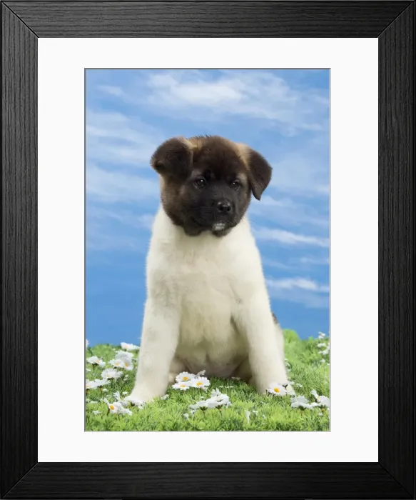 Framed Print : Picture No. 10897776 Framed Print : Picture No. 10897776