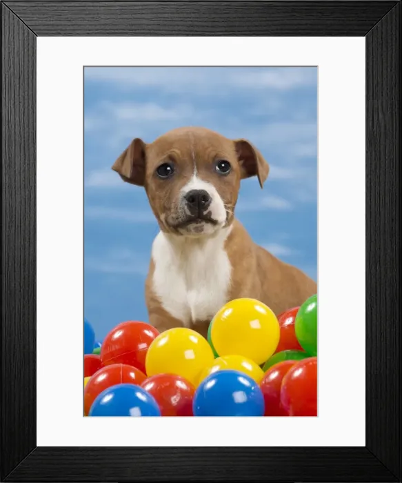 Framed Print : Picture No. 10897781 Framed Print : Picture No. 10897781