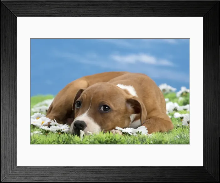 Framed Print : Picture No. 10897780 Framed Print : Picture No. 10897780