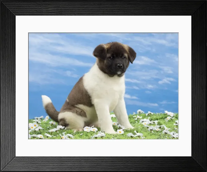 Framed Print : Picture No. 10897779 Framed Print : Picture No. 10897779