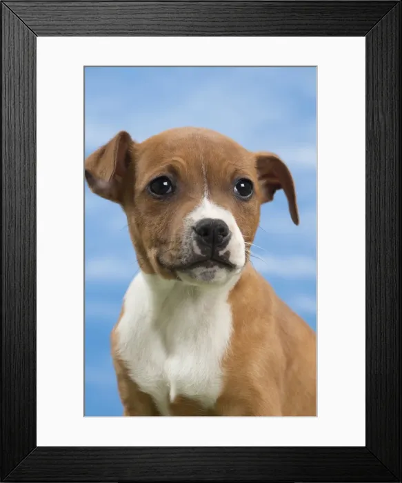 Framed Print : Picture No. 10897784 Framed Print : Picture No. 10897784