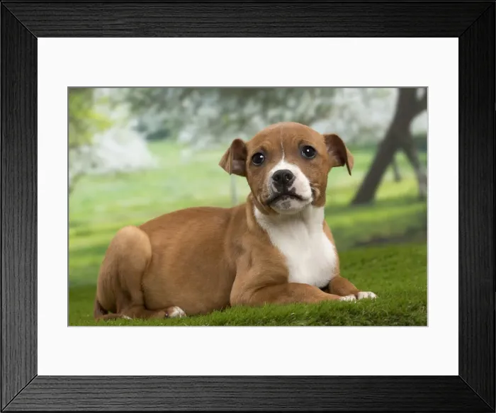 Framed Print : Picture No. 10897785 Framed Print : Picture No. 10897785