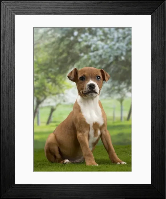 Framed Print : Picture No. 10897787 Framed Print : Picture No. 10897787