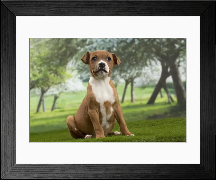 Framed Print : Picture No. 10897786 Framed Print : Picture No. 10897786