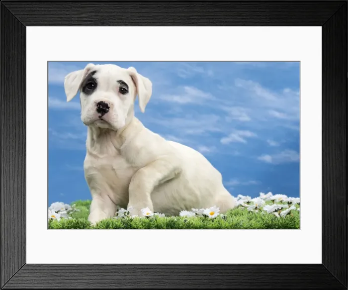 Framed Print : Picture No. 10897795