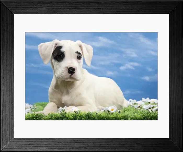 Framed Print : Picture No. 10897797 Framed Print : Picture No. 10897797