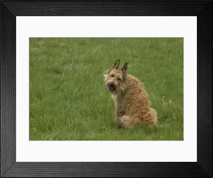 Framed Print : Picture No. 10984092 Framed Print : Picture No. 10984092