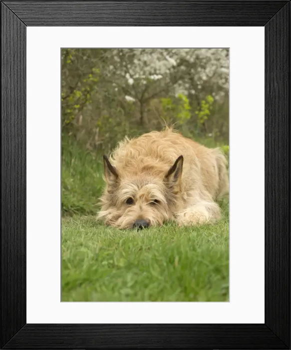 Framed Print : Picture No. 10984087 Framed Print : Picture No. 10984087