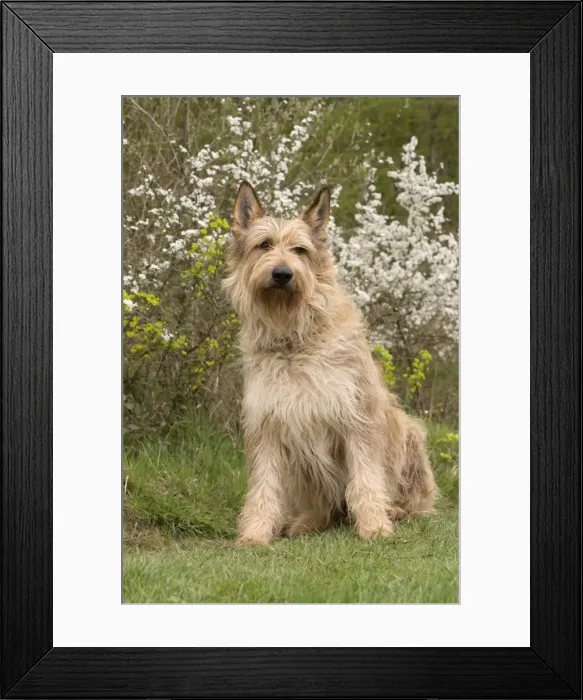 Framed Print : Picture No. 10984086 Framed Print : Picture No. 10984086