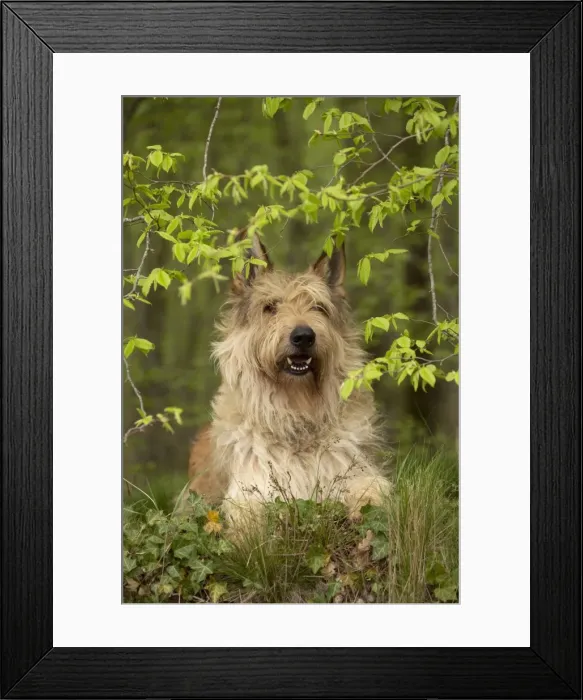 Framed Print : Picture No. 10984091 Framed Print : Picture No. 10984091