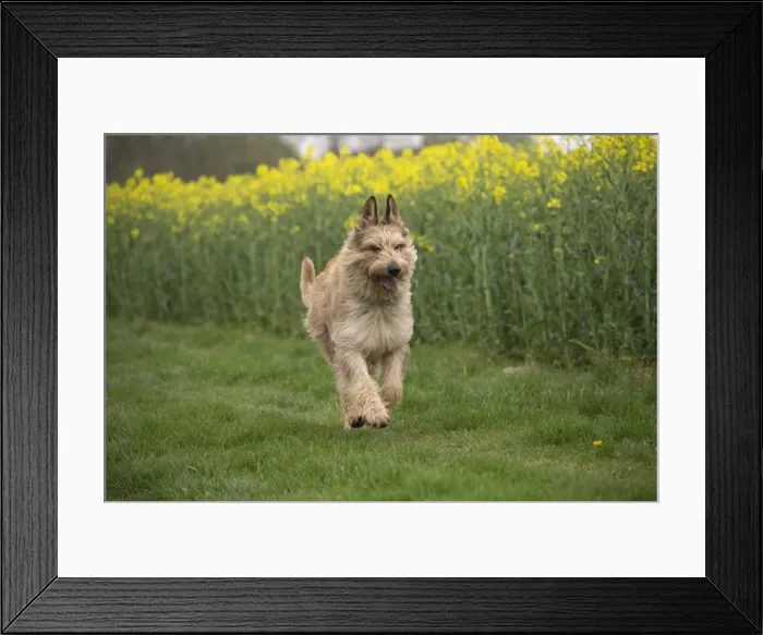 Framed Print : Picture No. 10984095 Framed Print : Picture No. 10984095