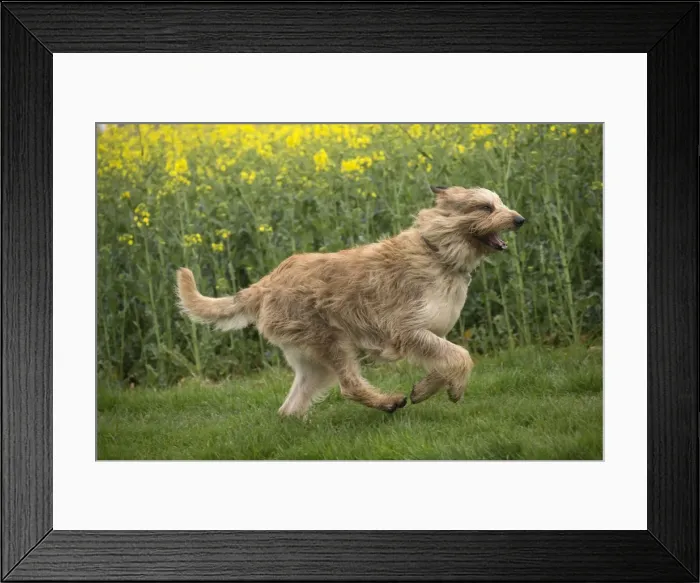 Framed Print : Picture No. 10984093 Framed Print : Picture No. 10984093