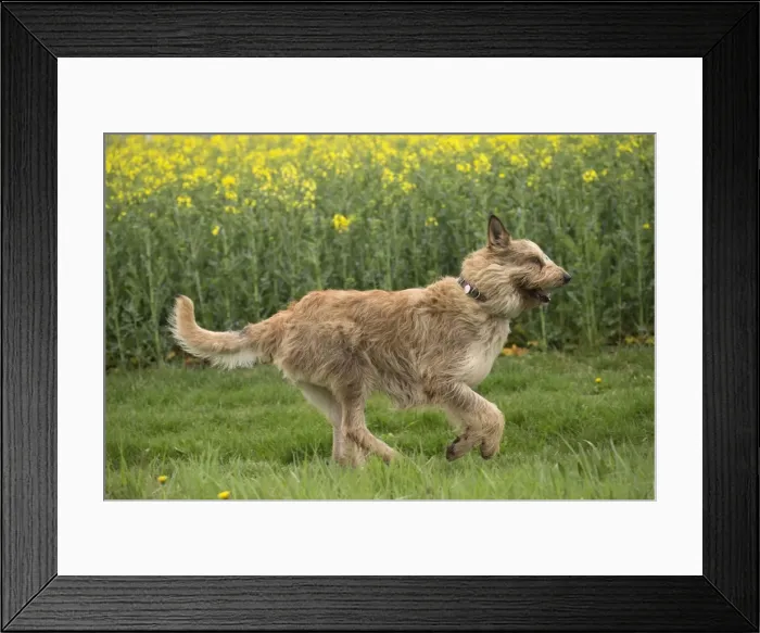 Framed Print : Picture No. 10984094 Framed Print : Picture No. 10984094
