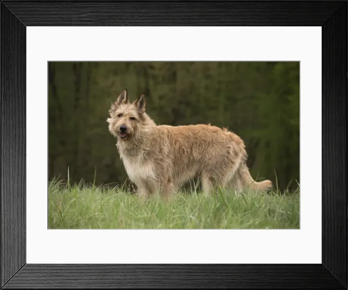 Framed Print : Picture No. 10984096 Framed Print : Picture No. 10984096