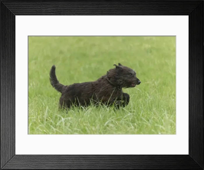 Framed Print : Picture No. 10984098 Framed Print : Picture No. 10984098