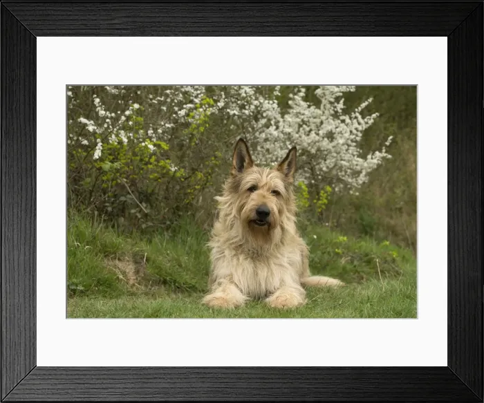 Framed Print : Picture No. 10984088