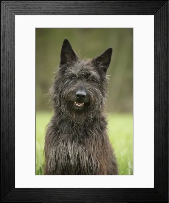 Framed Print : Picture No. 10984101 Framed Print : Picture No. 10984101
