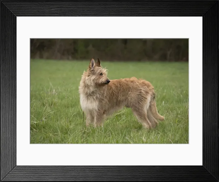 Framed Print : Picture No. 10984097 Framed Print : Picture No. 10984097