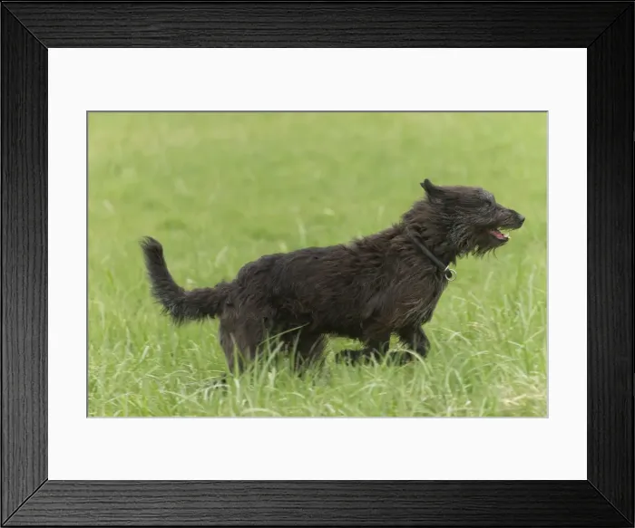 Framed Print : Picture No. 10984099 Framed Print : Picture No. 10984099