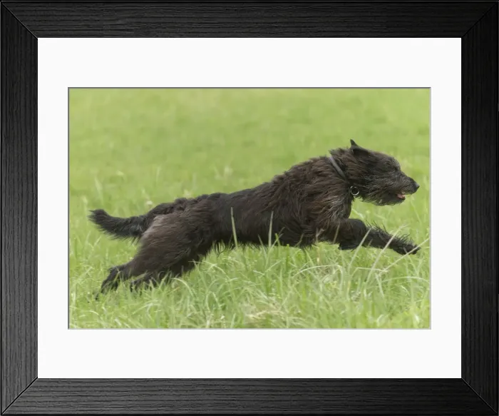 Framed Print : Picture No. 10984100 Framed Print : Picture No. 10984100