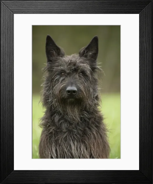 Framed Print : Picture No. 10984102