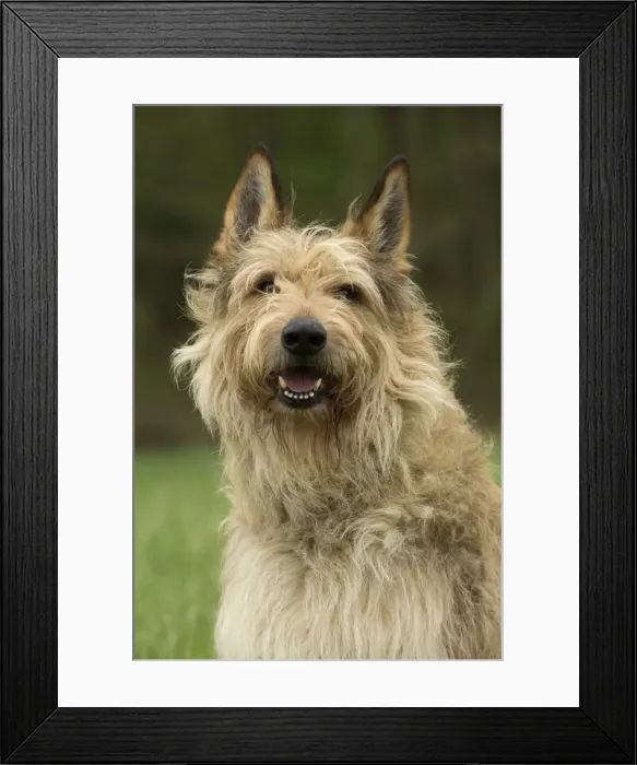 Framed Print : Picture No. 10984106 Framed Print : Picture No. 10984106