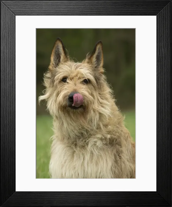 Framed Print : Picture No. 10984105 Framed Print : Picture No. 10984105