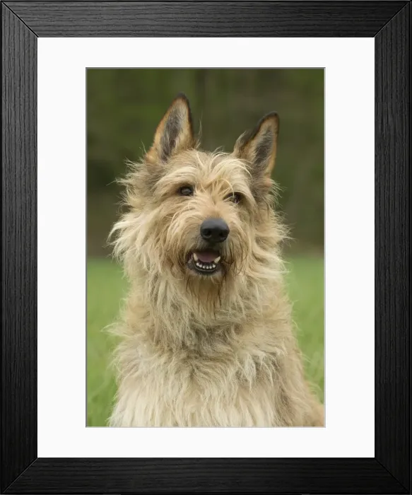 Framed Print : Picture No. 10984103 Framed Print : Picture No. 10984103
