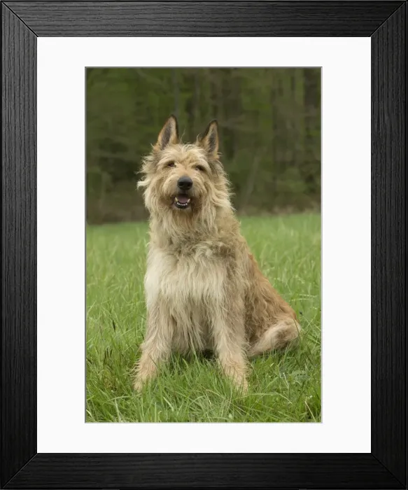 Framed Print : Picture No. 10984104 Framed Print : Picture No. 10984104