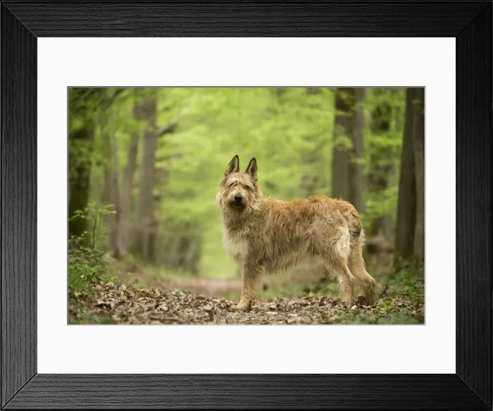 Framed Print : Picture No. 10984109 Framed Print : Picture No. 10984109