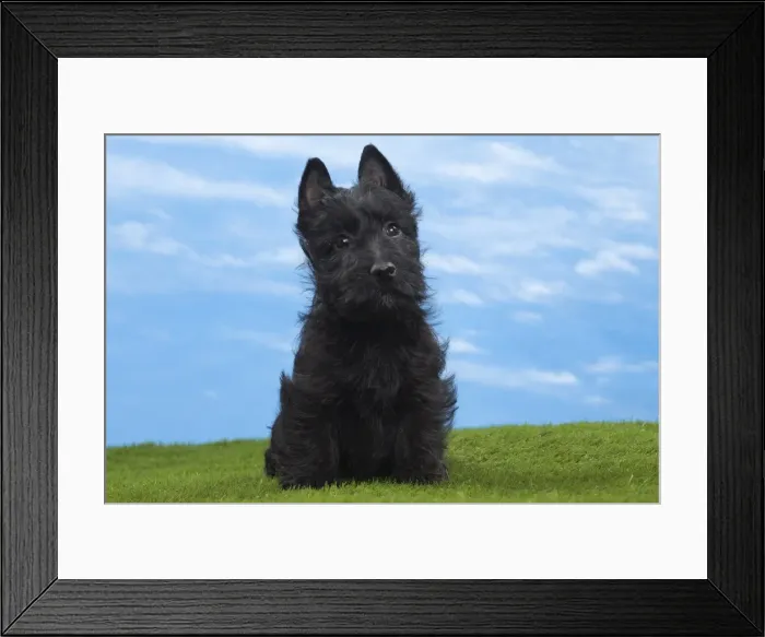 Framed Print : Picture No. 10897794 Framed Print : Picture No. 10897794