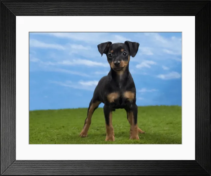 Framed Print : Picture No. 10897810 Framed Print : Picture No. 10897810