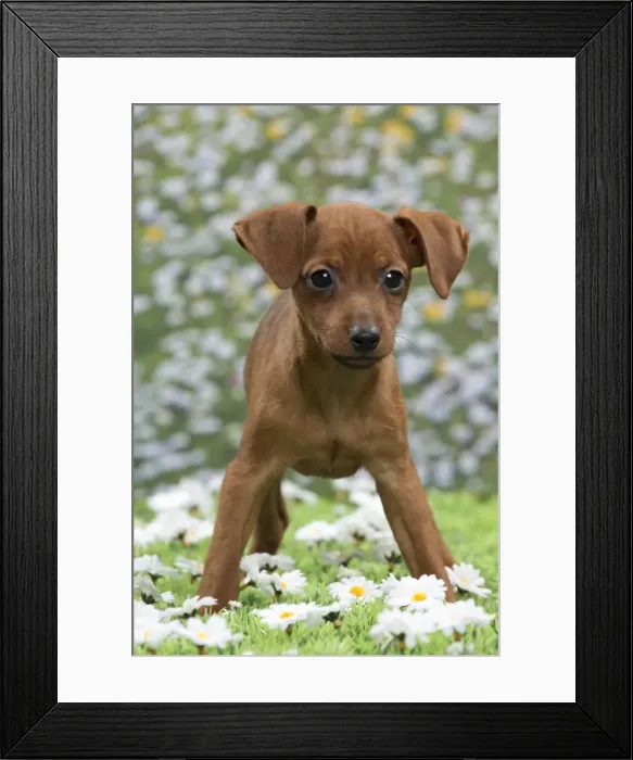 Framed Print : Picture No. 10897815 Framed Print : Picture No. 10897815