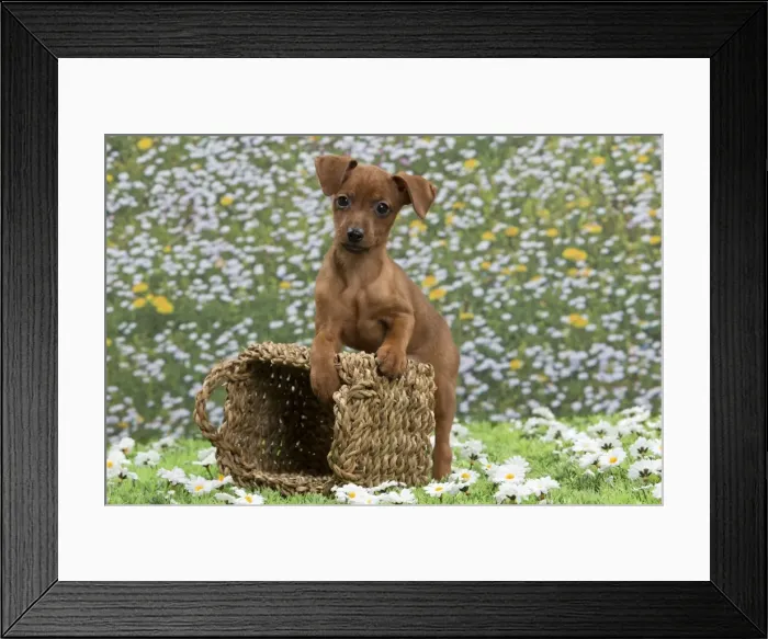 Framed Print : Picture No. 10897813 Framed Print : Picture No. 10897813
