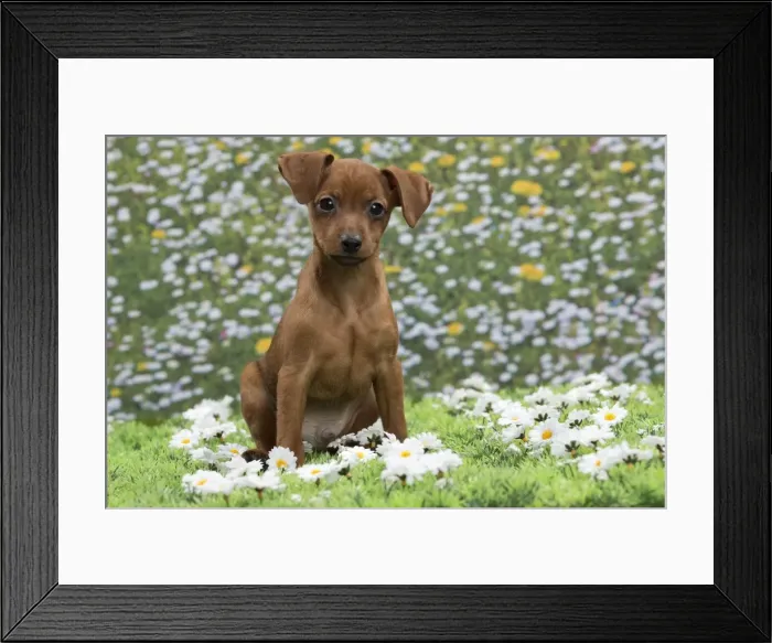 Framed Print : Picture No. 10897812 Framed Print : Picture No. 10897812
