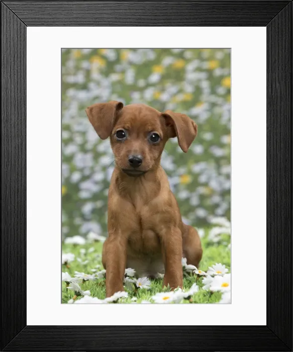 Framed Print : Picture No. 10897814 Framed Print : Picture No. 10897814