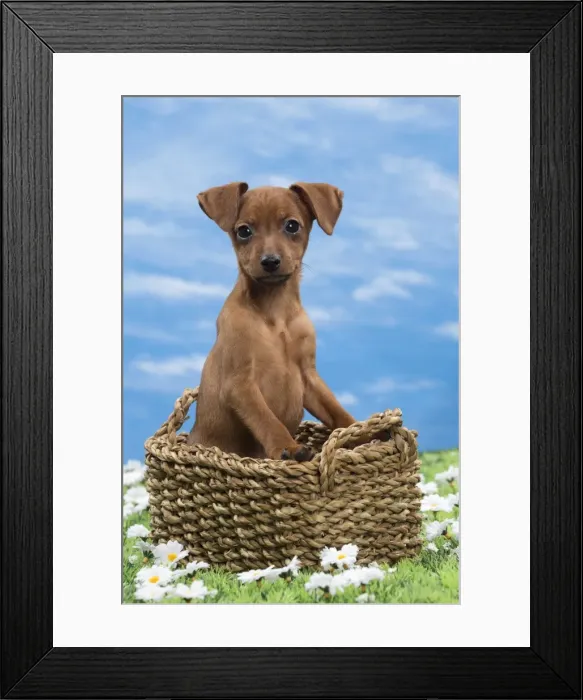 Framed Print : Picture No. 10897819 Framed Print : Picture No. 10897819