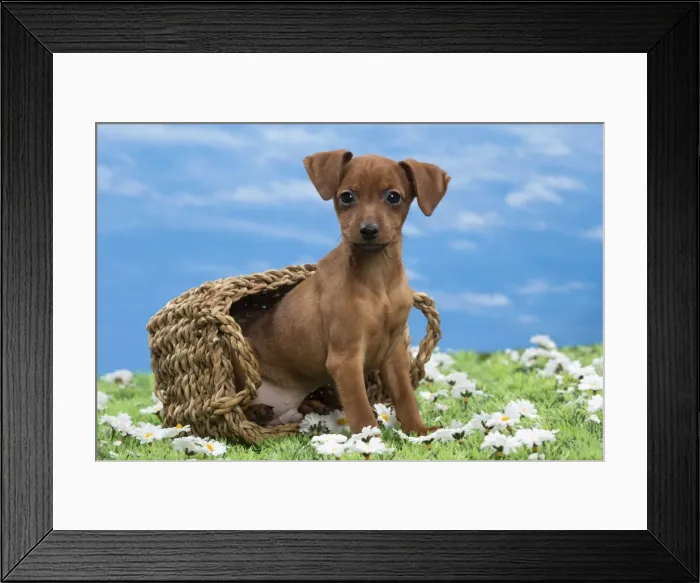 Framed Print : Picture No. 10897818 Framed Print : Picture No. 10897818