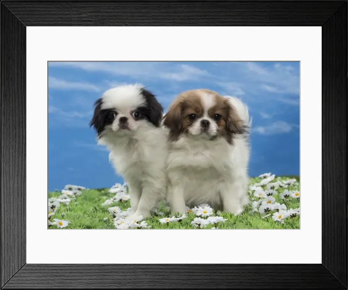 Framed Print : Picture No. 10897822 Framed Print : Picture No. 10897822
