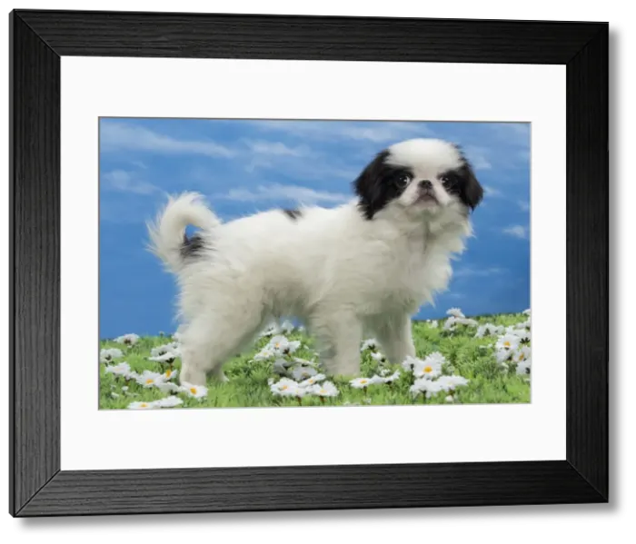 Framed Print : Picture No. 10897825 Framed Print : Picture No. 10897825