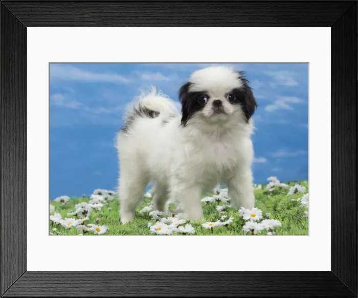 Framed Print : Picture No. 10897823 Framed Print : Picture No. 10897823