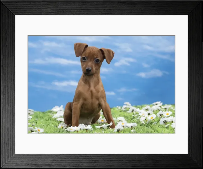 Framed Print : Picture No. 10897820 Framed Print : Picture No. 10897820