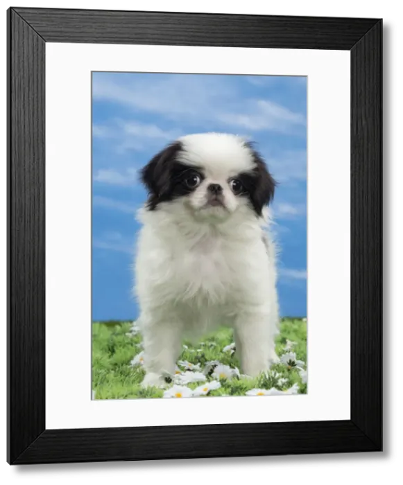 Framed Print : Picture No. 10897826 Framed Print : Picture No. 10897826