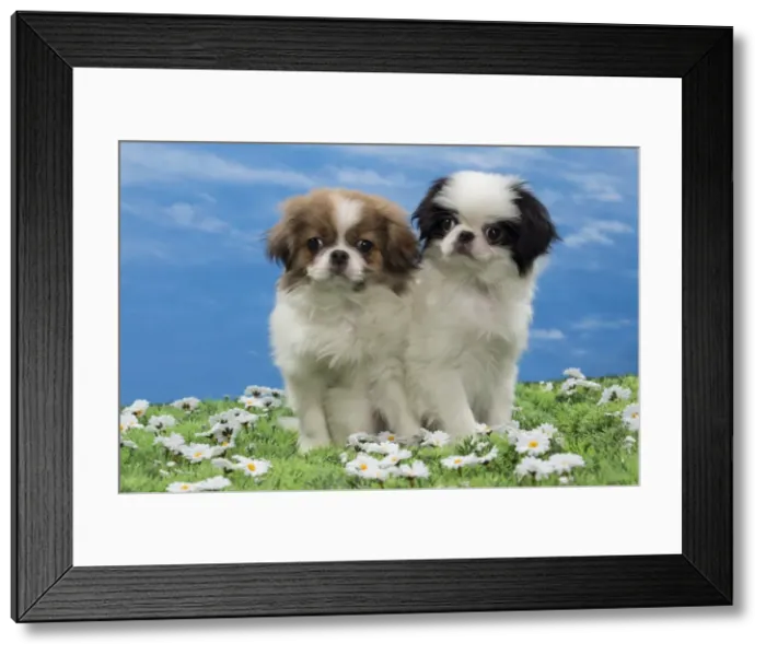 Framed Print : Picture No. 10897821 Framed Print : Picture No. 10897821