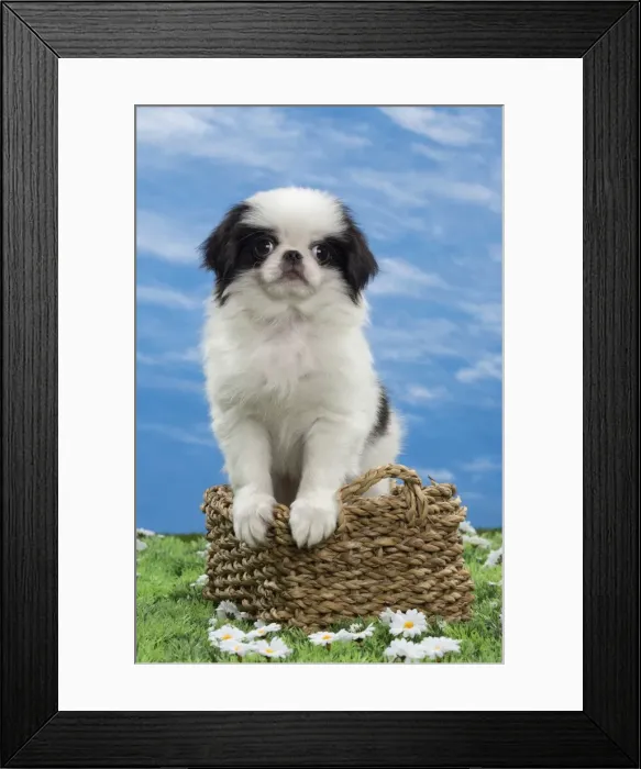 Framed Print : Picture No. 10897824 Framed Print : Picture No. 10897824