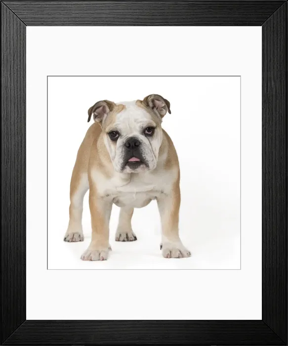 Framed Print : Picture No. 10897831 Framed Print : Picture No. 10897831