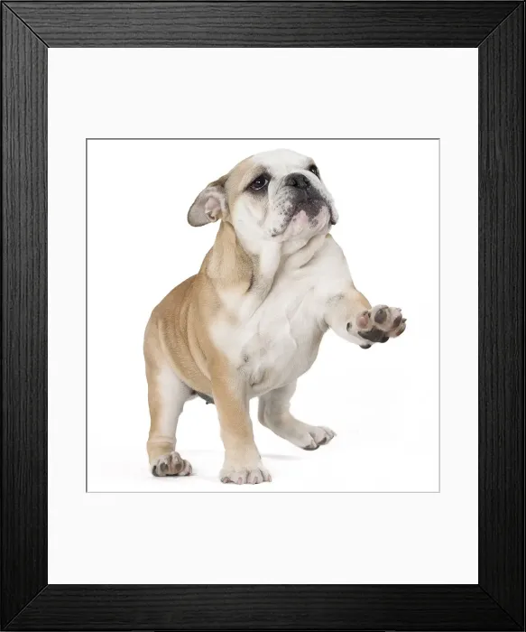 Framed Print : Picture No. 10897829